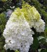 Moonrock Hydrangea