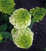 Moonrock Hydrangea