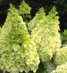 Moonrock Hydrangea