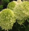 Moonrock Hydrangea