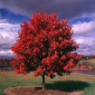 October Glory Maple