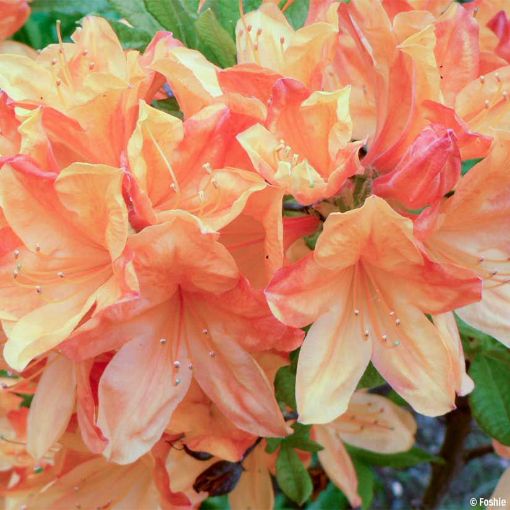 Orange Azaleas Mollis Hybrid - Rhododendron x kosteranum bush