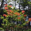 Orange Azalea - Mollis Hybrid