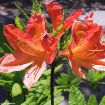 Orange Azalea - Mollis Hybrid