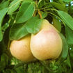 Bartlett Pear - Pyrus communis