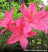 Pink Azalea - Mollis Hybrid