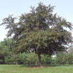 ProfusionFlowering Crabapple - Malus 'Prairifire'