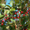 Profusion Crabapple Fruit