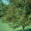 Profusion Crabapple