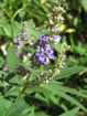 Blue Hydrangea bush  - Hydrangea macrophylla Nikko Blue