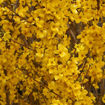 Show Off Forsythia