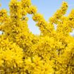 Show Off® Forsythia