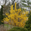 Show Off® Forsythia