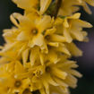 Show Off® Forsythia