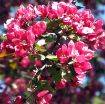 Summer Wonder Crabapple