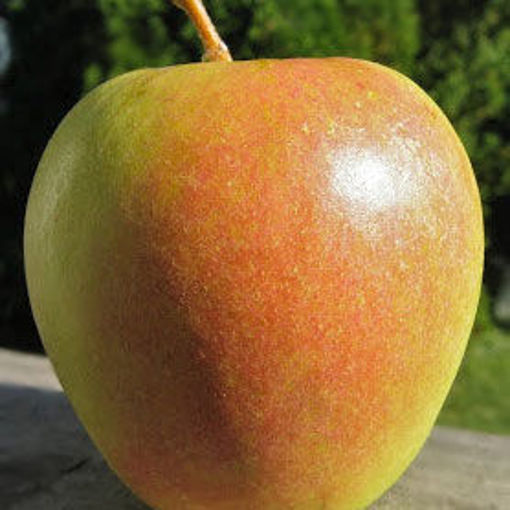 Bartlett Pear - Pyrus communis