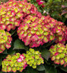 Tilt-A-Swirl Hydrangea bush