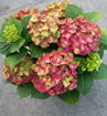 Tilt-A-Swirl Hydrangea