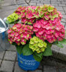 Tilt-A-Swirl Hydrangea