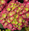 Tilt-A-Swirl Hydrangea