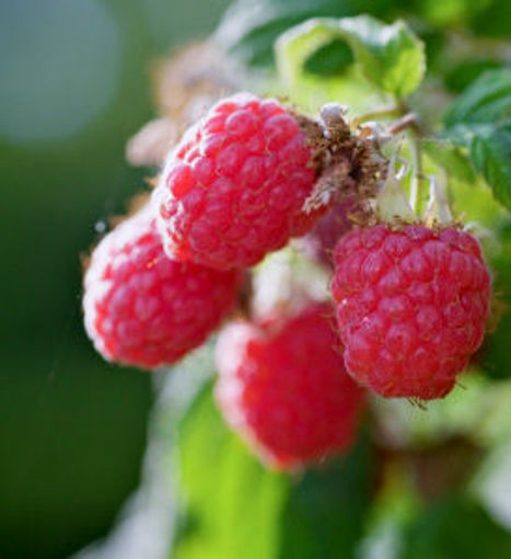 Heritage Everbearing Raspberry bush - Rubus idaeus Heritage