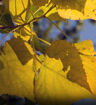 Hybrid Poplar - Populus deltoides x Populus nigra