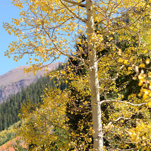 Quaking Aspen - Populus tremuloides