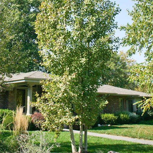 Quaking Aspen Trees For Sale At Arbor Day's Online Tree Nursery. Arbor 