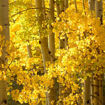 Quaking Aspen