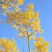 Quaking Aspen