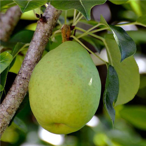 Flordahome Pear