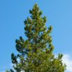 Lodgepole Pine