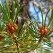 Lodgepole Pine