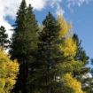 Lodgepole Pine