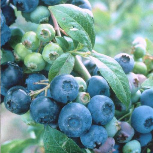 Brightwell Blueberry