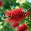 Red Cluster Bottlebrush