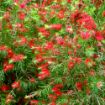 Red Cluster Bottlebrush