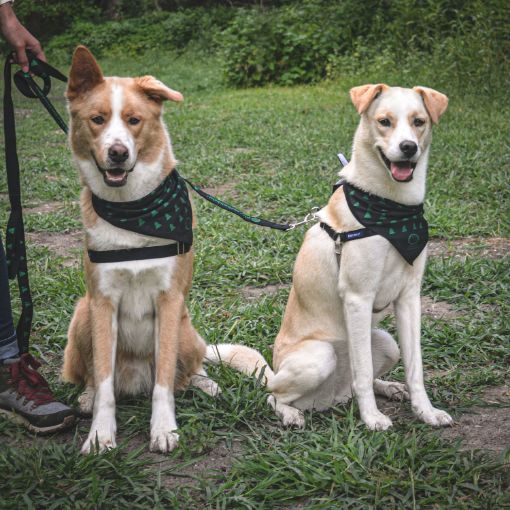 Leash and Bandana Set