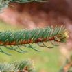 Meyer Spruce