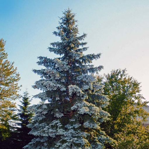 Blue Wonder Colorado Blue Spruce