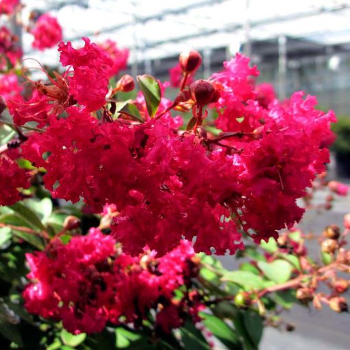 Infiniti® Watermelon Crapemyrtle