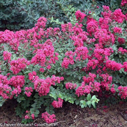 Infiniti® Magenta Crapemyrtle