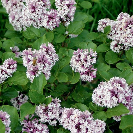 Buy Affordable Baby Kim Lilac bush - Syringa vulgaris. Arbor Day ...