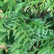 Green Giant Arborvitae