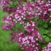 Bloomerang® Dark Purple Lilac