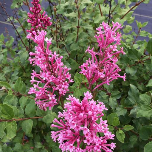 Bloomerang® Dwarf Pink Lilac