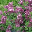 Bloomerang® Dwarf Purple Lilac