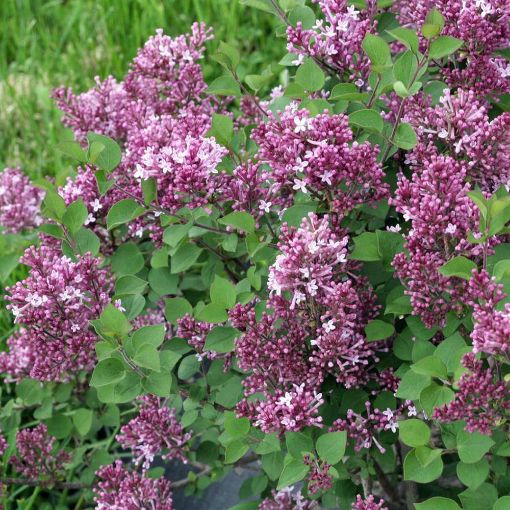 Bloomerang® Dwarf Purple Lilac