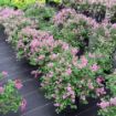 Bloomerang® Dwarf Purple Lilac