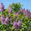 Scentara® Double Blue Lilac